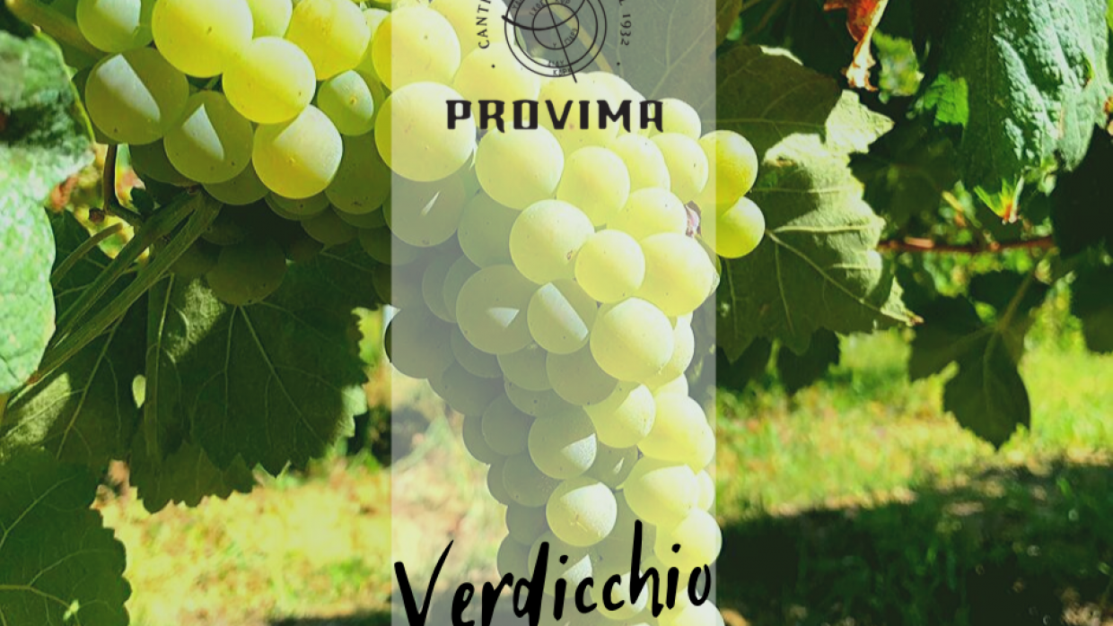 440 years ago the first quotation of “Verdicchio” referred to Matelica